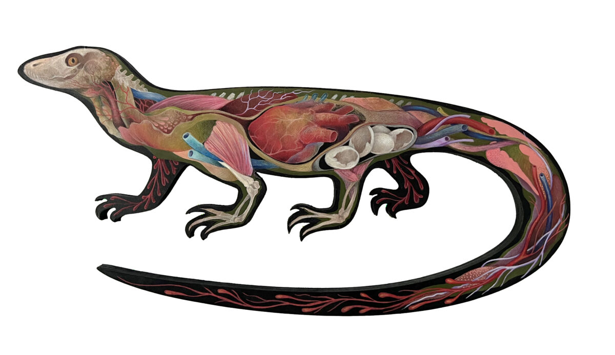 Lizard