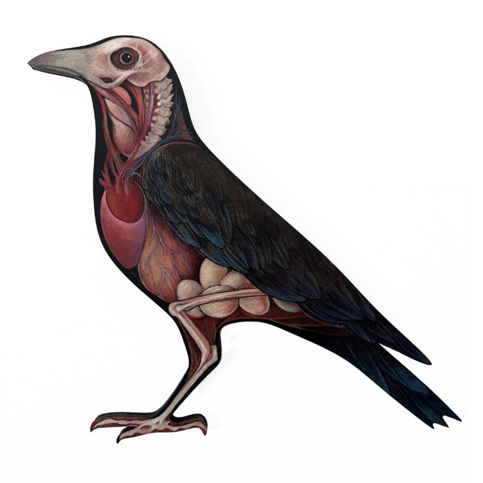 Crow