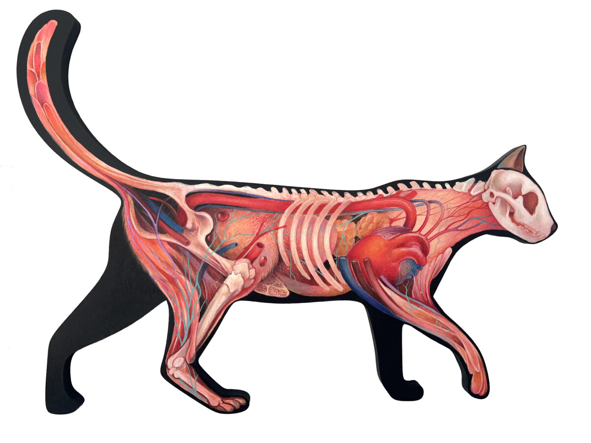 Cat #2