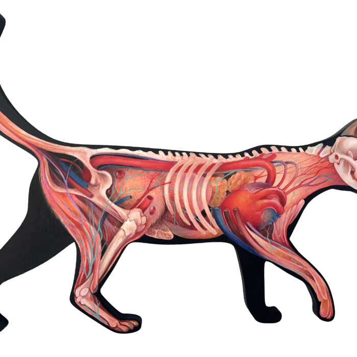Cat #2