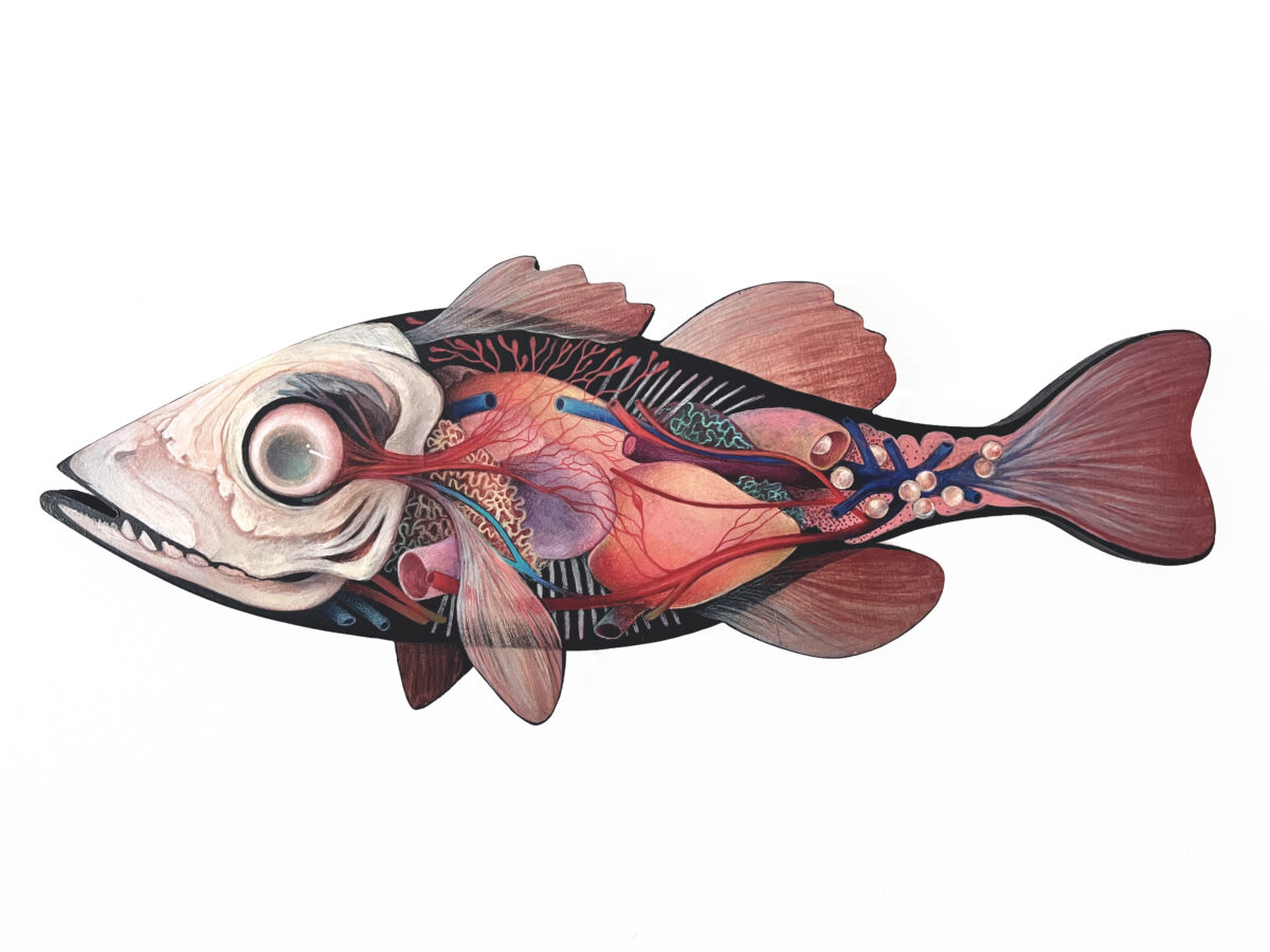 Fish